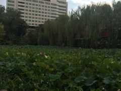 莲花池-莲湖公园