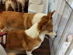 -柯斗斗主题餐厅·狗咖·围炉煮茶·茶饮(国瑞升平里店)