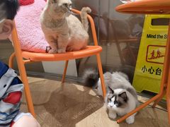 -1013 PET SHOP精品宠物商店(丁香店)