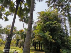 -中国科学院西双版纳热带植物园