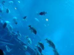 -新加坡海洋生态馆
