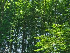 -桤木河湿地公园