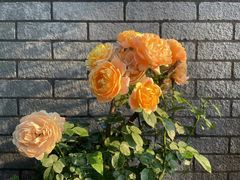 -悦真雅院·四合院·清真私房菜(雍和宫店)