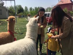 -上美四季动物农场