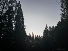 -东平国家森林公园