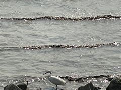 -深圳湾公园(南山区)