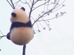 -海底捞火锅(铂澜大象城店)