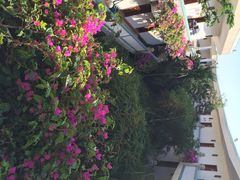 三亚凯莱仙人掌度假酒店-三亚亚龙湾凯莱仙人掌度假酒店