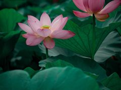 -荷塘月色湿地公园·向阳花洲