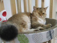 -柴迷FANS CLUB·柴犬狗咖·猫咖