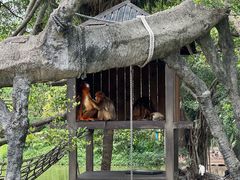 -深圳野生动物园