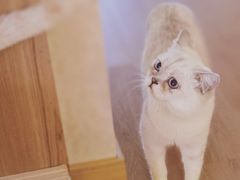 -猫腻·猫咖·撸猫馆(星光大道店)