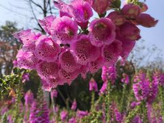 -顺峰山公园
