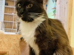 -猫色咖啡·猫咖