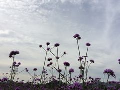 -北京东方普罗旺斯薰衣草庄园