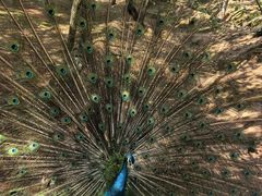 -青藏高原野生动物园