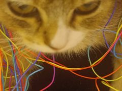 -瑞派福兴宠物医院犬猫全科·骨科·中西医结合(河东店)