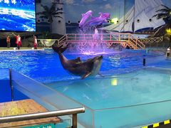 -海合安武汉极地海洋公园