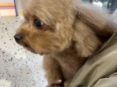 -FAELING PETS美天灵宠物(富力广场店)