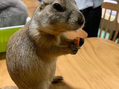 -藦茜花园宠物主题亲子互动体验馆(国顺东路店)