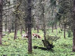 -硗碛藏寨·神木垒景区