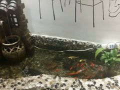 -疯狂的筷子老灶九宫格火锅