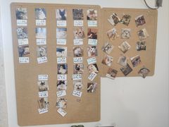 -楼上猫咖(罗湖店)