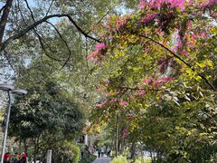 -成都市活水公园