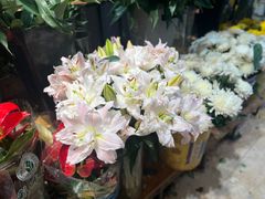 -沪花拾者(好再来花卉鲜花店)