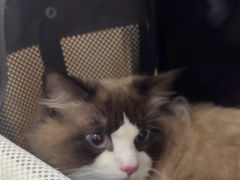 -唐小姐の猫狗洗护·购宠旗舰店(周浦万达店)