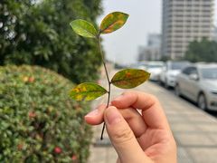-常州天宁禅寺