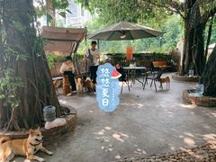 -柴犬高等学院·狗咖·柴犬售卖·宠物训练