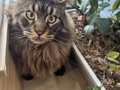 -喵宠乐园·撸猫互动·猫舍