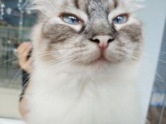 -喵的天空名猫咖啡馆·撸猫·猫舍·用品