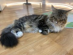 -COLOR PETS 撸猫馆·购猫·猫咖(长风大悦城店)