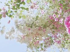 -深圳国际园林花卉博览园