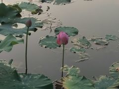-新江湾城公园