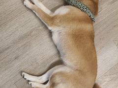 -柴迷FANS CLUB·柴犬狗咖·猫咖