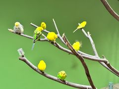 -上海大自然野生昆虫馆(东方明珠·爬宠昆虫探索中心)