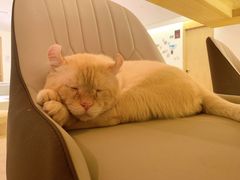 -猫腻·猫咖·撸猫馆(星光大道店)