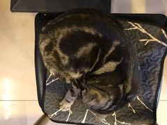 -平行世界·猫咖(首经贸店)