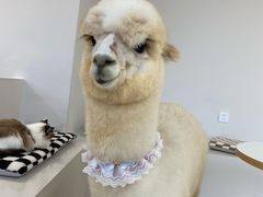 -怪兽屋·羊驼·猫咖·狗咖(俊华广场店)