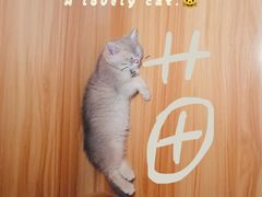 -猫十亿·布偶金渐层·曼基康矮脚猫舍(青年路店)