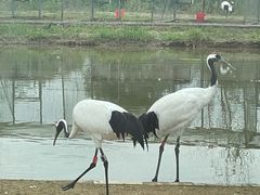 -盐城丹顶鹤湿地生态旅游区