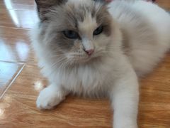 -momokira米努特·德文卷毛猫·棉花面纱犬