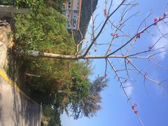 iphone_upload_pic-东澳岛