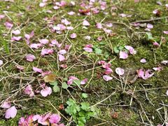 -重庆市江北嘴中央商务区中央公园