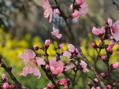 -桑洲油菜花景区