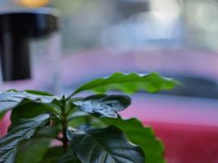 -2326 Coffee Roaster咖啡豆可选店(林肯公园店)