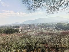 -香雪海